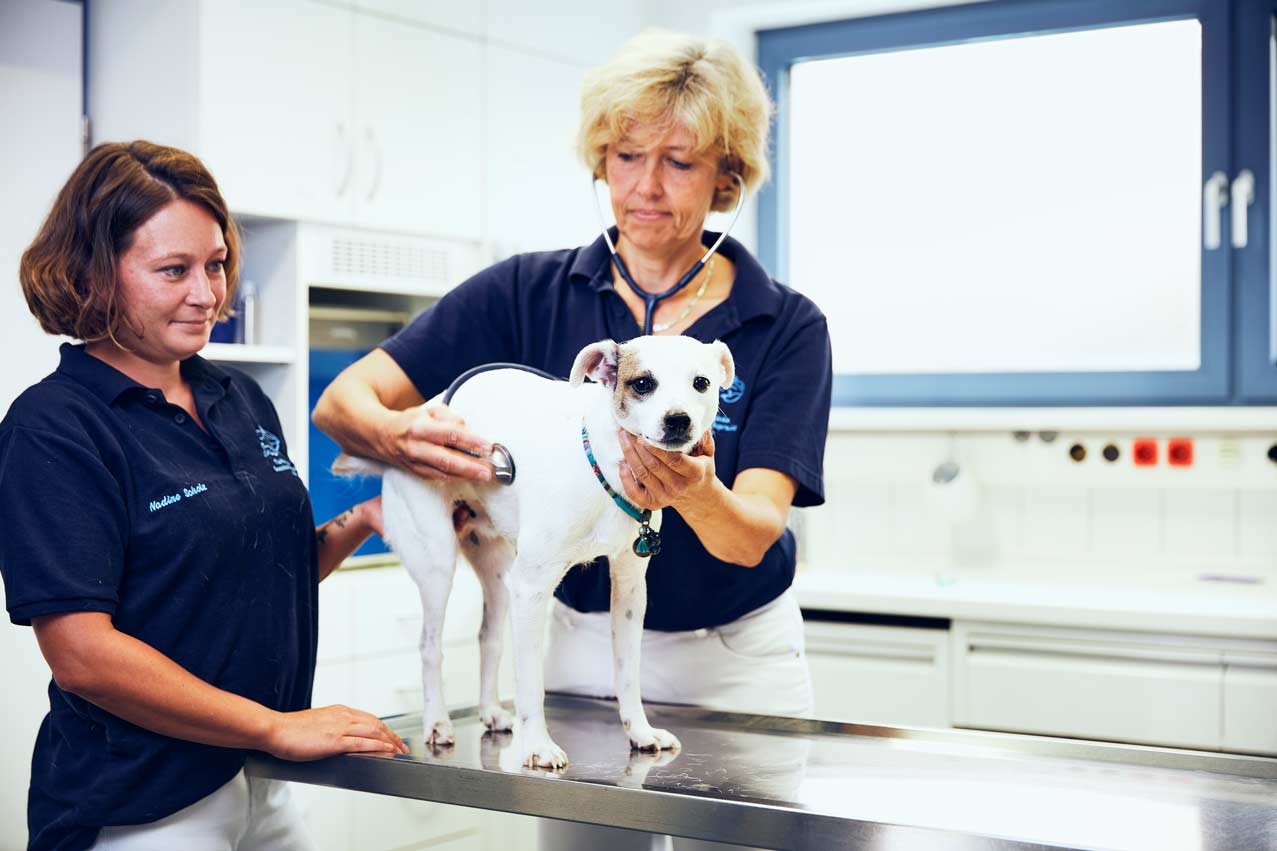 Tiermedizin - Tierärztliche Gemeinschaftspraxis Roman Thissen & Dr. Corinna Weber Alzey